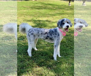 Bernedoodle Dogs for adoption in Hillsboro, MO, USA