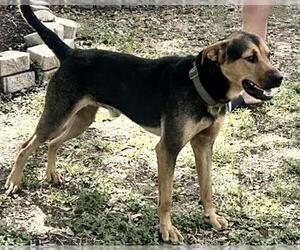German Shepherd Dog-Unknown Mix Dogs for adoption in Houston, TX, USA