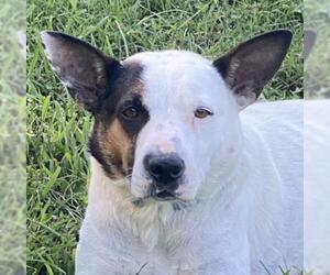 Bull Terrier-Mountain Cur Mix Dogs for adoption in Crossville, TN, USA