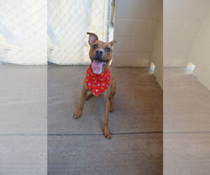 Boxer-Unknown Mix Dogs for adoption in McKinney, TX, USA