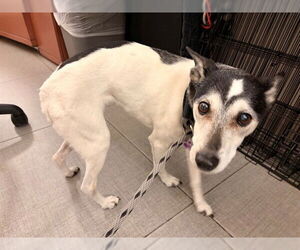 Italian Greyhound-Unknown Mix Dogs for adoption in Rancho Cucamonga, CA, USA