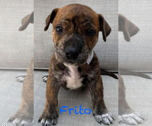American Pit Bull Terrier-Unknown Mix Dogs for adoption in Mission Viejo, CA, USA