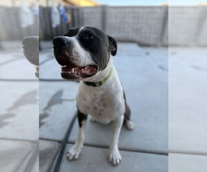 American Pit Bull Terrier-Unknown Mix Dogs for adoption in Chandler, AZ, USA