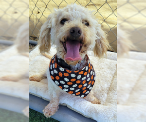 Poodle (Toy)-Unknown Mix Dogs for adoption in Ventura, CA, USA