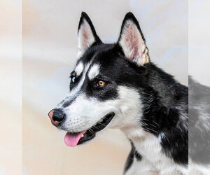 Siberian Husky Dogs for adoption in Pasadena, CA, USA