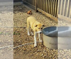 German Shepherd Dog-Unknown Mix Dogs for adoption in San Antonio, TX, USA