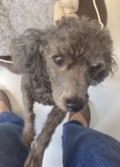 Poodle (Miniature) Dogs for adoption in Pampa, TX, USA