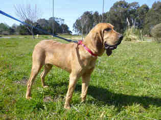 Bloodhound Dogs for adoption in McKinleyville, CA, USA