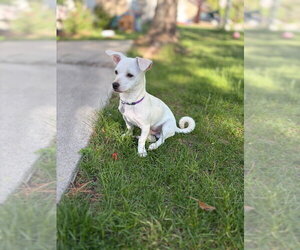 Chihuahua-Unknown Mix Dogs for adoption in Salt Lake City, UT, USA