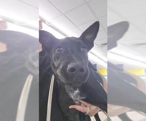 Labrador Retriever-Unknown Mix Dogs for adoption in Temple, TX, USA