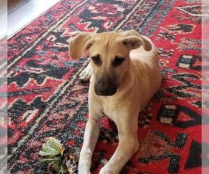 Black Mouth Cur Dogs for adoption in Rockaway, NJ, USA