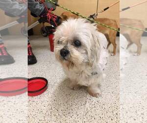 Mal-Shi Dogs for adoption in Cranston, RI, USA