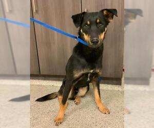 Labrador Retriever-Unknown Mix Dogs for adoption in Conroe, TX, USA