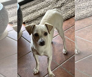Italian Greyhuahua Dogs for adoption in Denver , CO, USA