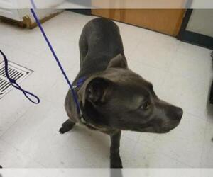 American Pit Bull Terrier-Weimaraner Mix Dogs for adoption in Oroville, CA, USA