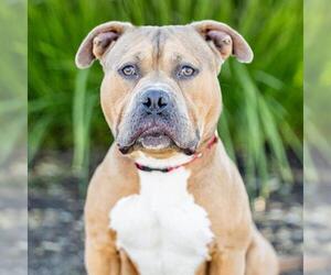 American Pit Bull Terrier Dogs for adoption in Camarillo, CA, USA