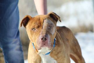 American Pit Bull Terrier Dogs for adoption in Lander, WY, USA