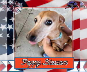 Dachshund Dogs for adoption in San Antonio, TX, USA