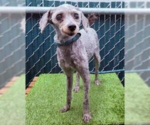 Poodle (Miniature) Dogs for adoption in Downey, CA, USA