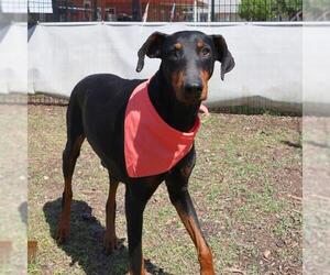 Doberman Pinscher-Unknown Mix Dogs for adoption in San Antonio, TX, USA