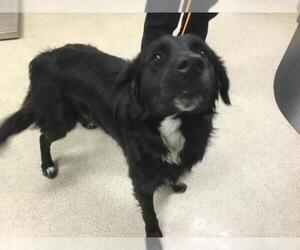 Sheprador Dogs for adoption in Riverside, CA, USA