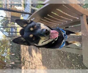 Australian Kelpie-Unknown Mix Dogs for adoption in Santa Barbara, CA, USA
