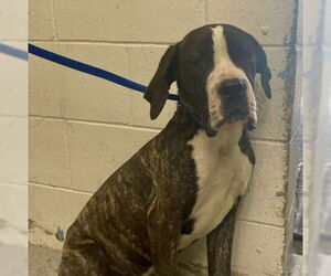 Great Dane-Unknown Mix Dogs for adoption in San Bernardino, CA, USA