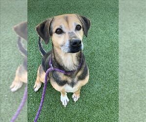 Treeing Walker Coonhound Dogs for adoption in Fayetteville, NC, USA