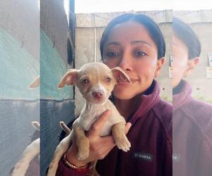 Chiweenie Dogs for adoption in San Diego, CA, USA