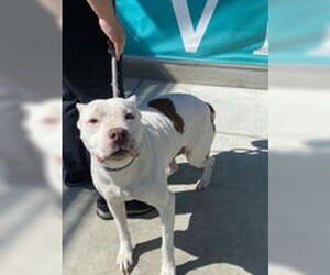 American Pit Bull Terrier Dogs for adoption in Salinas, CA, USA