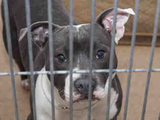 Medium Photo #1 American Pit Bull Terrier-Unknown Mix Puppy For Sale in Martinez, CA, USA