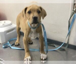 Mastiff-Unknown Mix Dogs for adoption in Visalia, CA, USA