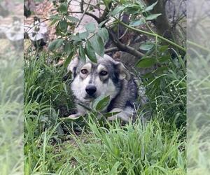 Alaskan Malamute Dogs for adoption in San Francisco, CA, USA