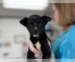 Border Collie-Unknown Mix Dogs for adoption in Raleigh, NC, USA