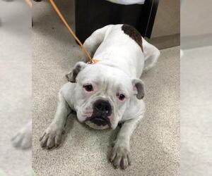 American Bulldog Dogs for adoption in Riverside, CA, USA