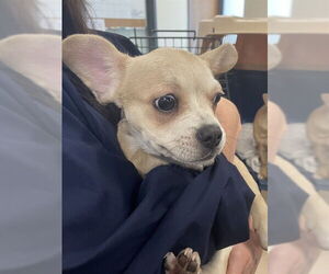 Chihuahua-Unknown Mix Dogs for adoption in Lee's Summit, MO, USA