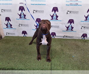 American Bulldog-Unknown Mix Dogs for adoption in Orlando, FL, USA