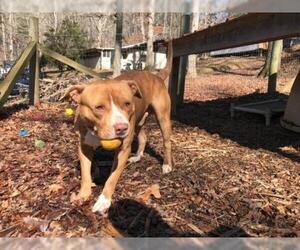 American Pit Bull Terrier-American Staffordshire Terrier Mix Dogs for adoption in Blairsville, GA, USA