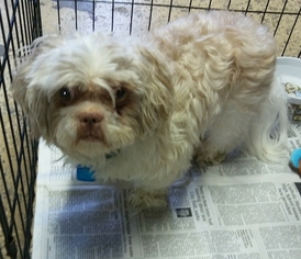 Shih Tzu Dogs for adoption in Mukwonago, WI, USA