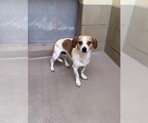 Beagle-Unknown Mix Dogs for adoption in Riverside, CA, USA