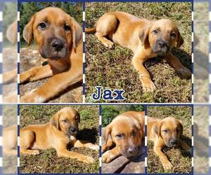 Boxador Dogs for adoption in Blacksburg, SC, USA
