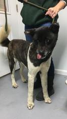 Akita Dogs for adoption in Troy, IL, USA