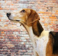 Treeing Walker Coonhound Dogs for adoption in Hot Springs Village, AR, USA