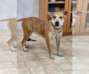 Mutt Dogs for adoption in Neillsville, WI, USA