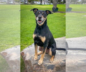 Mutt Dogs for adoption in San Diego, CA, USA