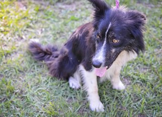 Border Collie Dogs for adoption in Pembroke, GA, USA