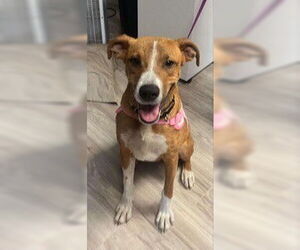 Black Mouth Cur-Unknown Mix Dogs for adoption in Oak Bluffs, MA, USA
