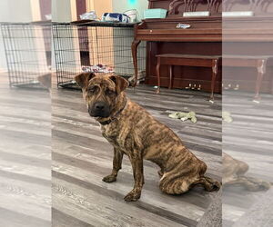 American Pit Bull Terrier-Unknown Mix Dogs for adoption in Evansville, IN, USA