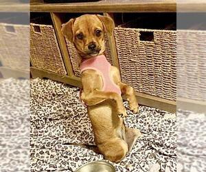 Daug Dogs for adoption in San Bernardino , CA, USA