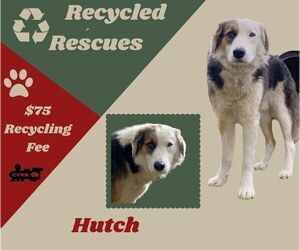 Australian Shepherd-Unknown Mix Dogs for adoption in Lindsay, CA, USA